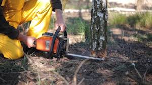 Best Lawn Maintenance Plans  in Sa Conejo, CA
