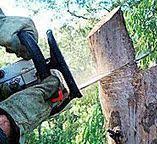 Best Leaf Removal  in Sa Conejo, CA