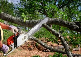 Best Tree Cabling and Bracing  in Sa Conejo, CA
