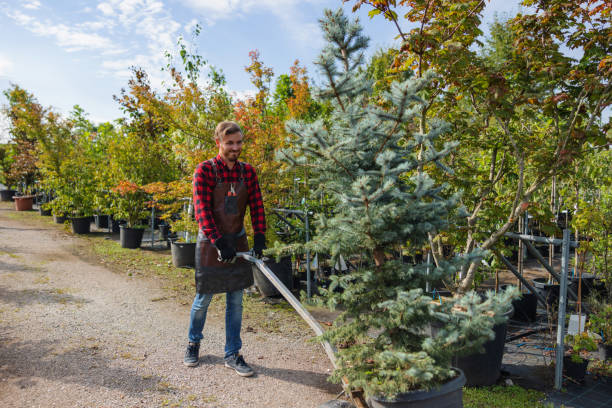 Best Tree Preservation Services  in Sa Conejo, CA