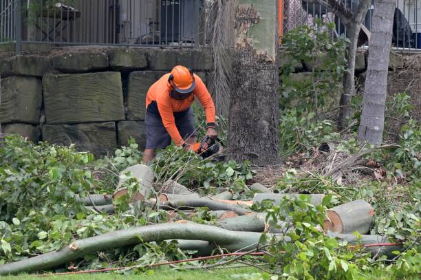 Best Hazardous Tree Removal  in Sa Conejo, CA